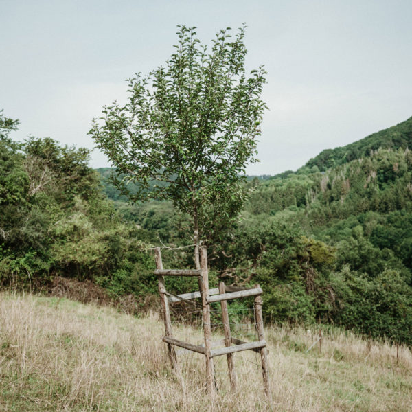 Porzenapfel