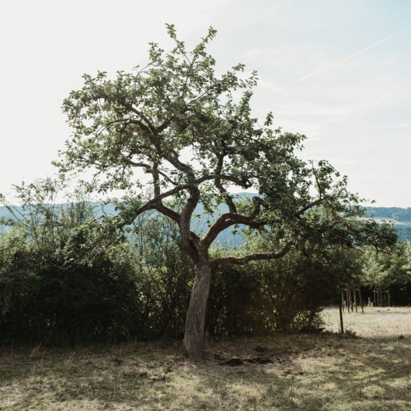 Rheinischer-Winterrambour
