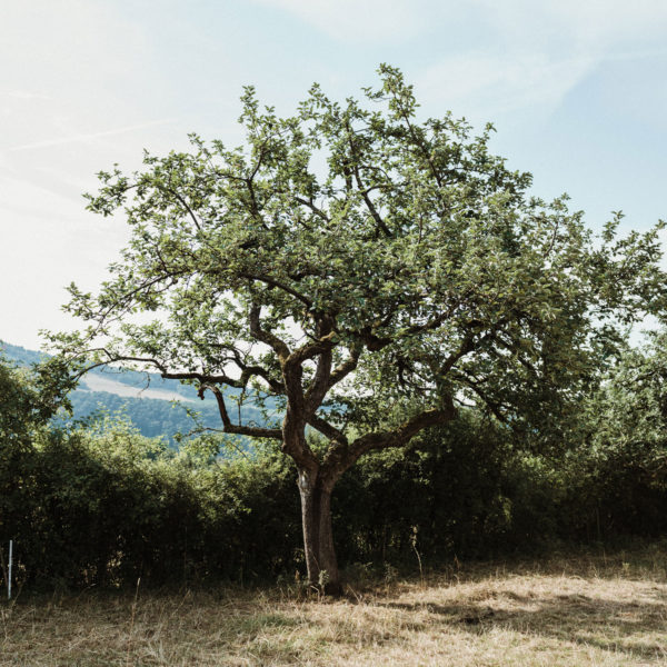 Rheinischer-Winterrambour