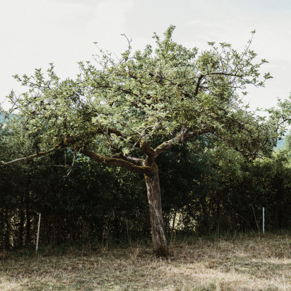 Rheinischer-Winterrambour