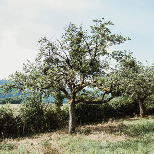 Rheinischer-Winterrambour
