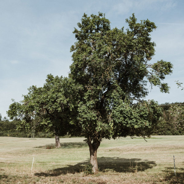 Hauszwetsche