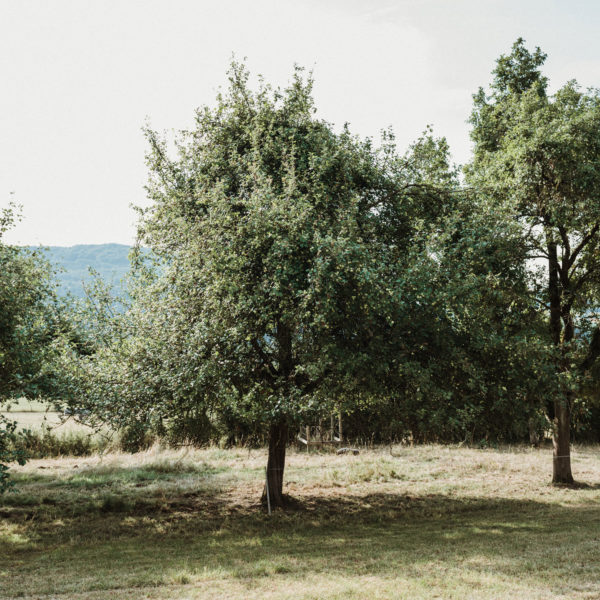 Weisser Trierer Weinapfel