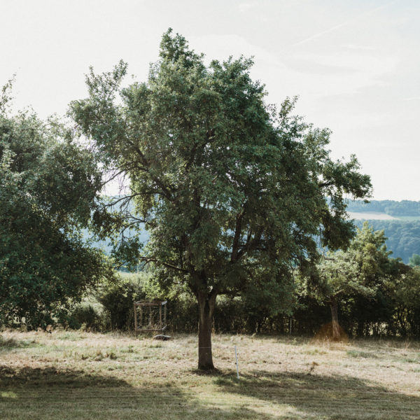 Hauszwetsche
